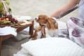 Dog enjoying a beach picnic